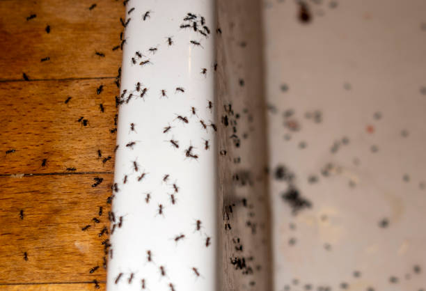 Best Spider Control Near Me  in Newton, IL