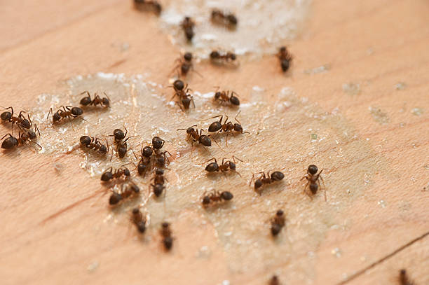 Best Best Pest Control Companies  in Newton, IL