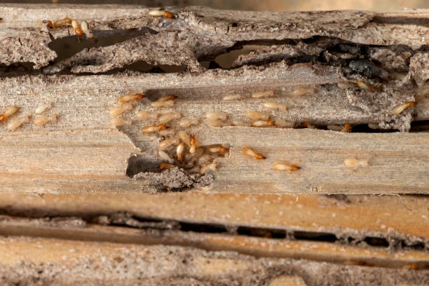 Best Affordable Pest Control Services  in Newton, IL